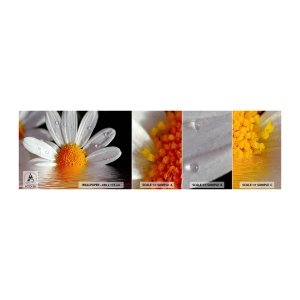 Provbit av självhäftande fototapet Deluxe Sticker - Prästkrages uppstigande sol - Blomma, Kamomill, Natur - 100x30 cm
