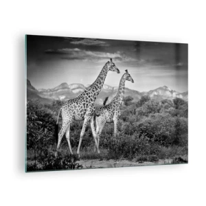 Glastavla - Bild på glas - Ett svartvitt fotografi av två giraffer på savannen. - 70x50cm - Högre klasser i Afrika - Modern väggdekoration för vardagsrum och sovrum ARTTOR