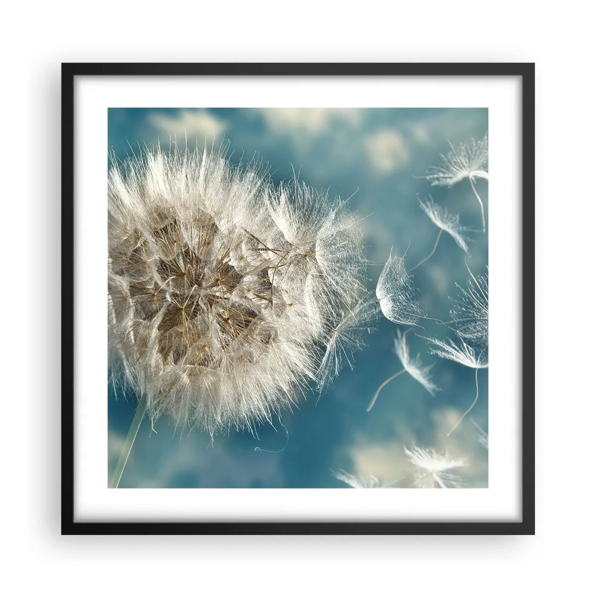 Affisch i svart ram - Ängelns andetag - 50x50 cm