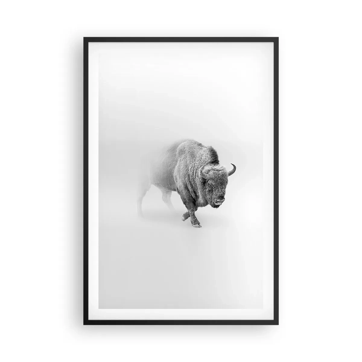 Affisch i svart ram - Präriens kung - 61x91 cm