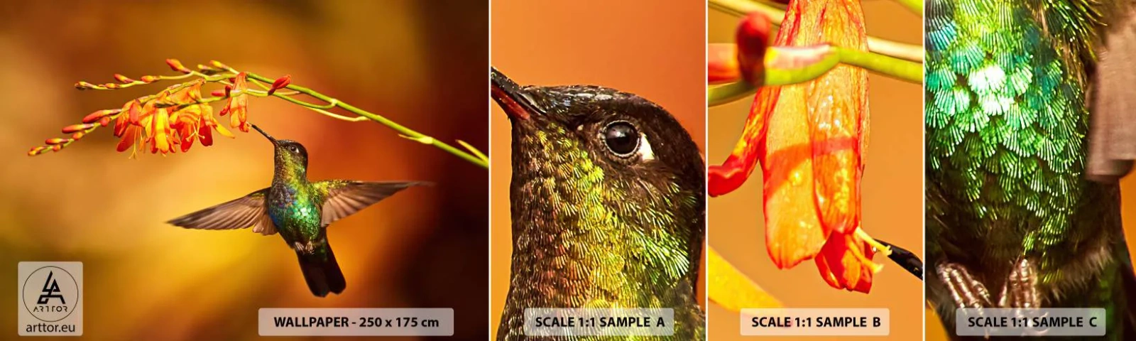 Fototapet Prov Standard Eco - Ljusbud enligt Mayafolket - Kolibri, Fågel, Natur - 100x30 cm