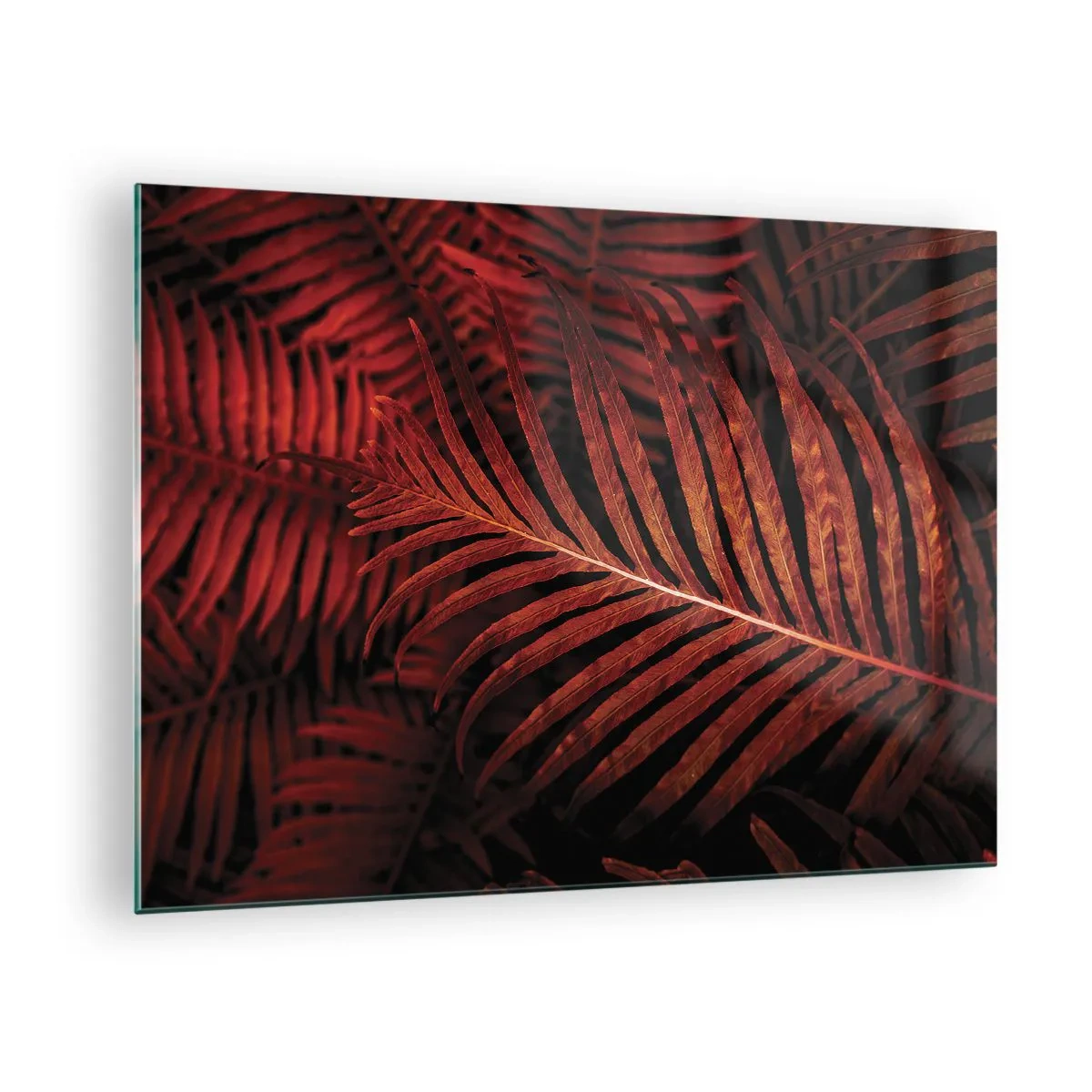 Glastavla - Bild på glas - Röda blad av en tropisk växt på en mörk bakgrund - 70x50cm - Livets glöd - Modern väggdekoration för vardagsrum och sovrum ARTTOR