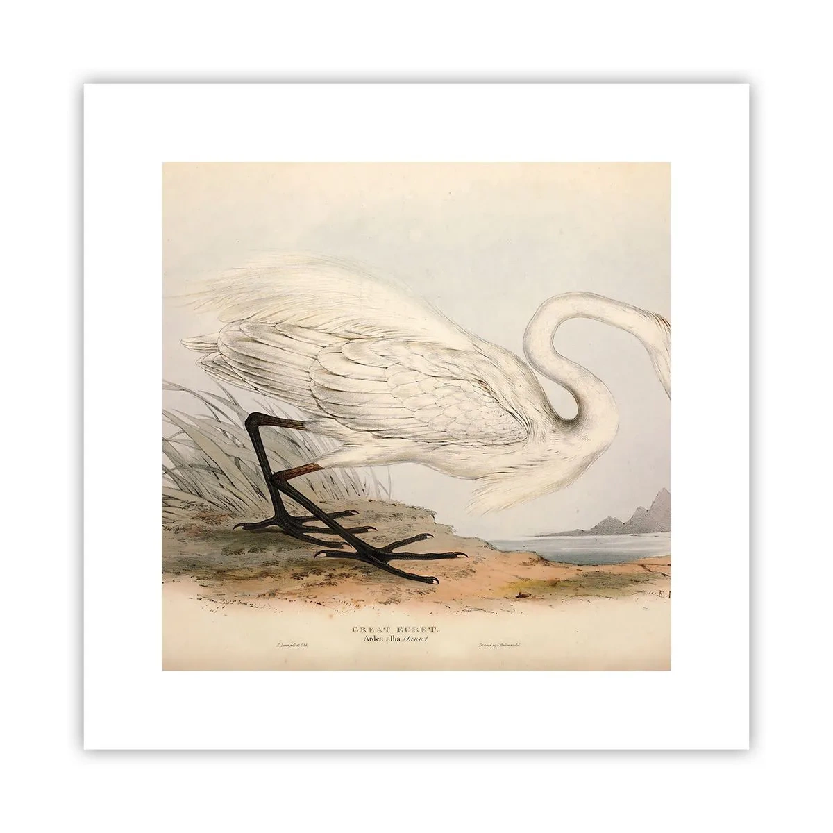 Affisch - En dam i vassen - 30x30 cm