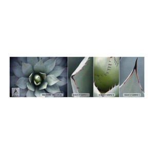 Provbit av fototapet Premium Canvas - Lockar och varnar - Agave blomma, Agave, Exotism - 100x30 cm