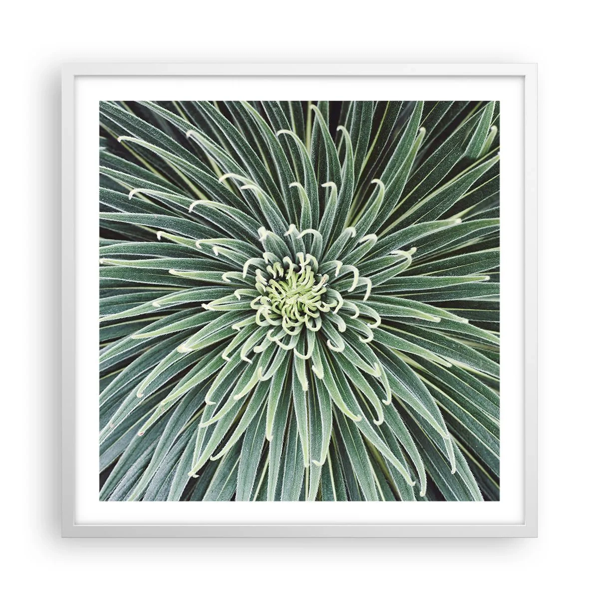 Affisch i vit ram - Stjärna föds - 60x60 cm