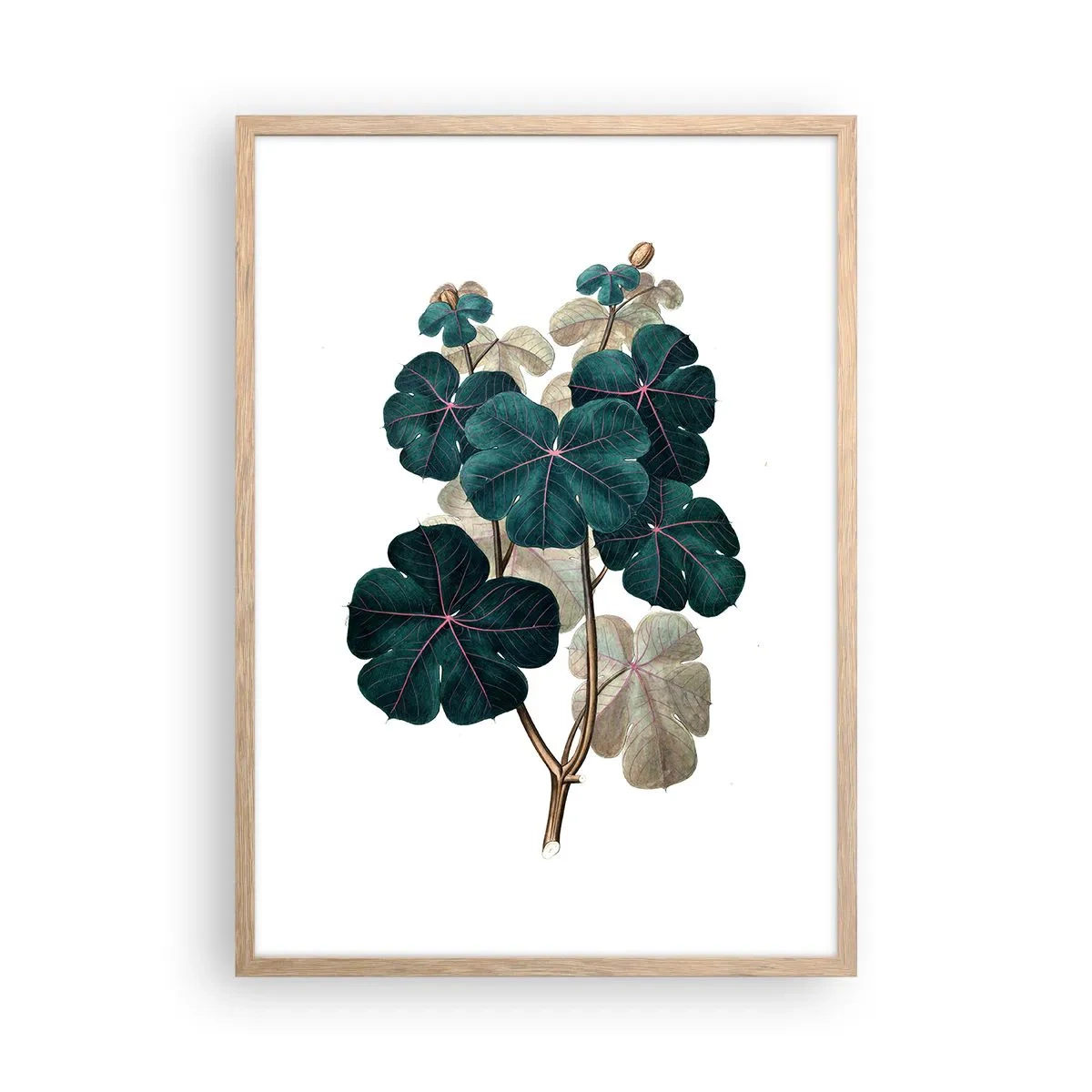 Affisch i ram av ljusek - Från ett gammalt herbarium - 50x70 cm