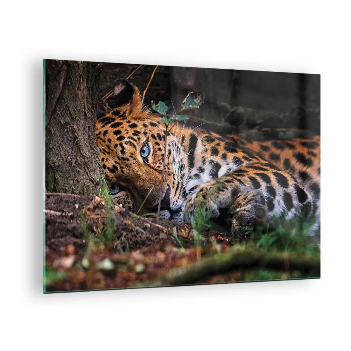 Glastavla - Bild på glas - En jaguar som ligger på marken och tittar lugnt in i kameran. - 70x50cm - Tro mig - Modern väggdekoration för vardagsrum och sovrum ARTTOR