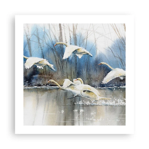 Affisch - Som i en saga om vilda svanar - 50x50 cm