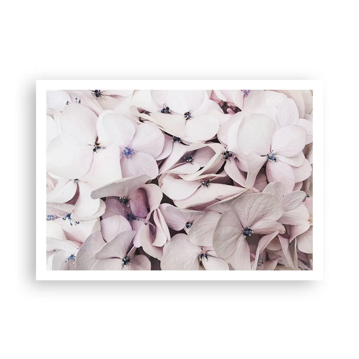 Affisch - I en flod av blommor - 100x70 cm