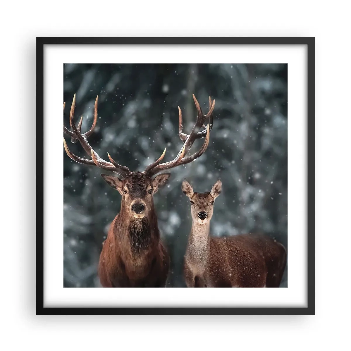 Affisch i svart ram - Skogens herre med hustrun - 50x50 cm