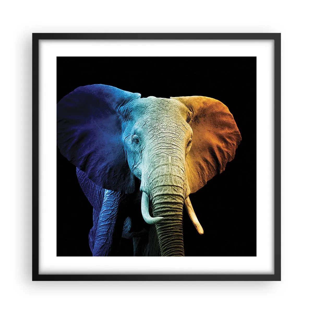 Affisch i svart ram - Excentriker, ej kuf - 50x50 cm
