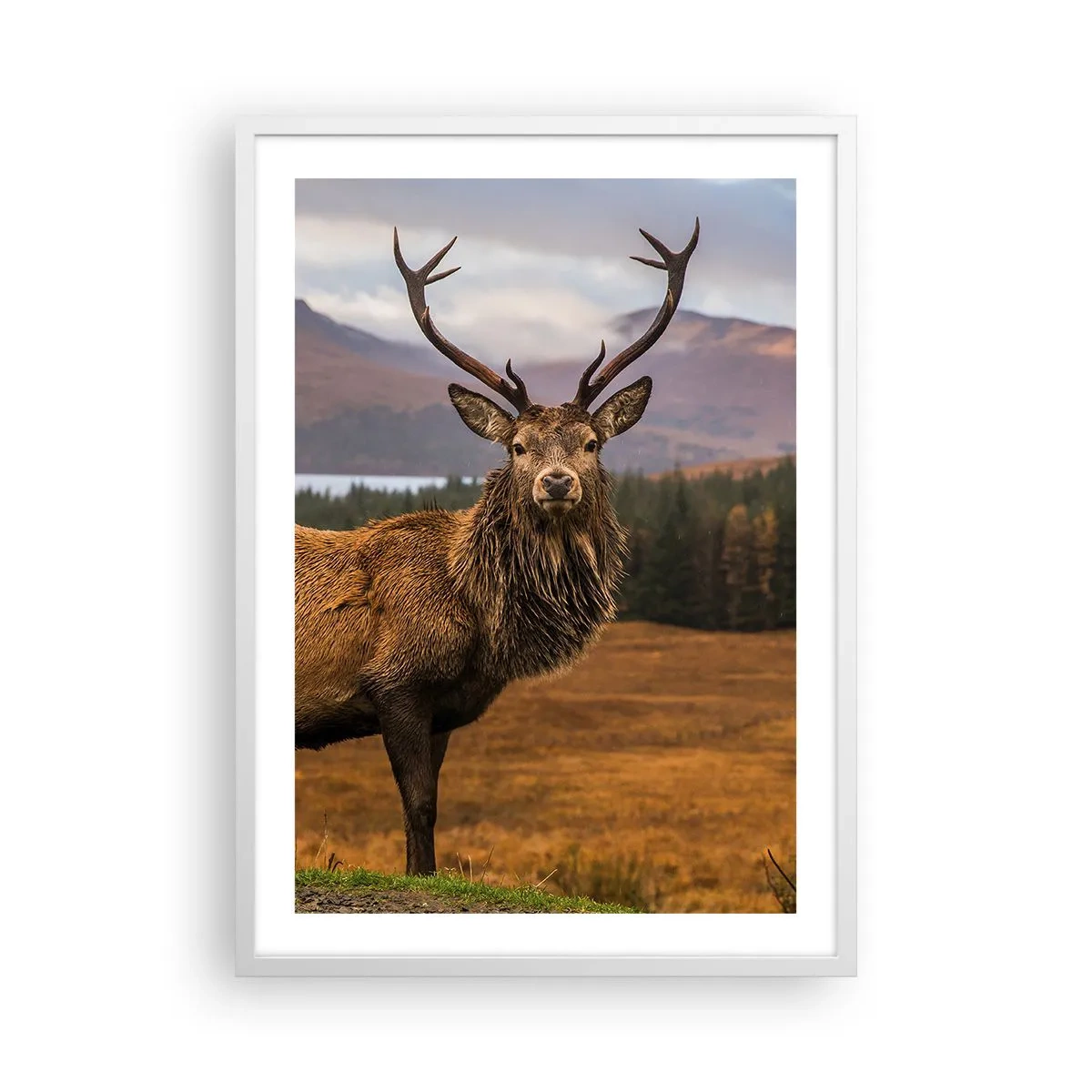 Affisch i vit ram - Naturens majestät - 50x70 cm