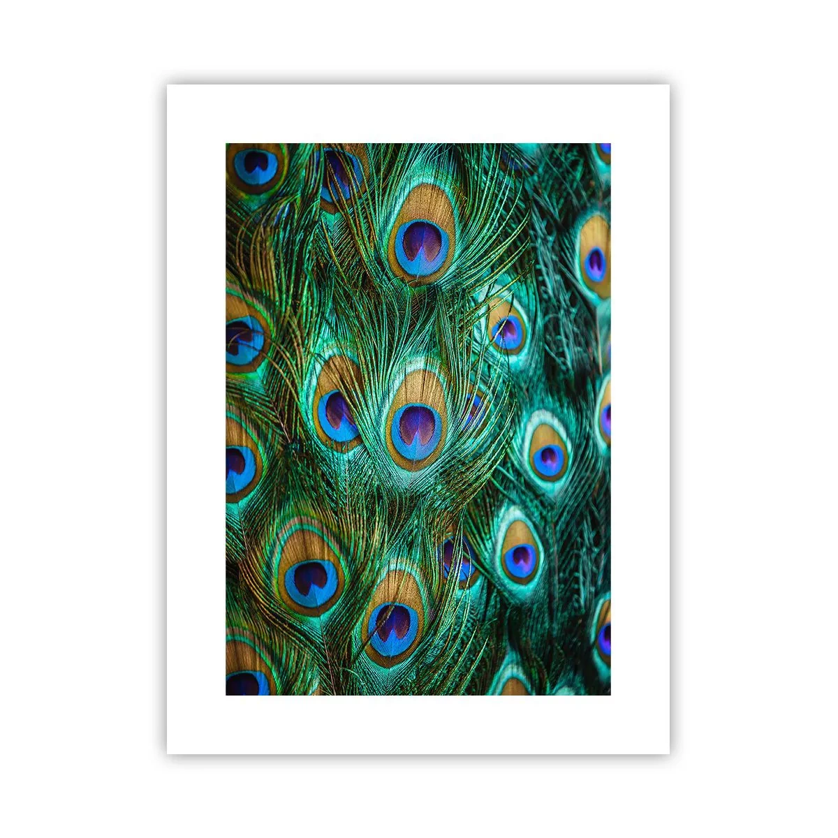 Affisch - Påfågels blick - 30x40 cm