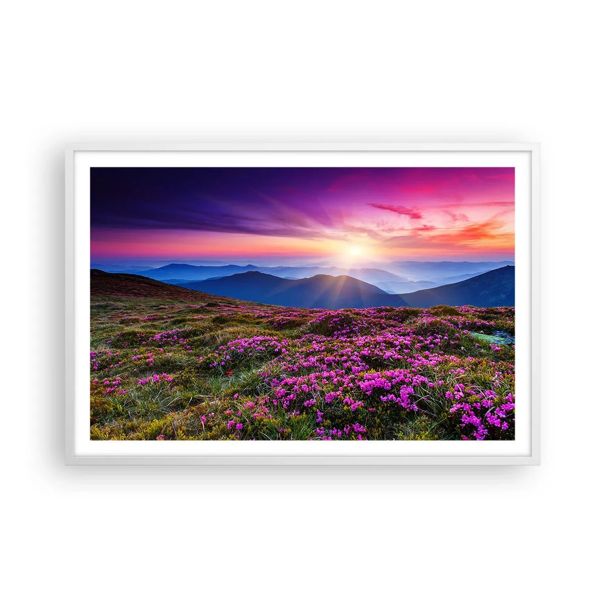 Affisch i vit ram - Doftande örter - 91x61 cm