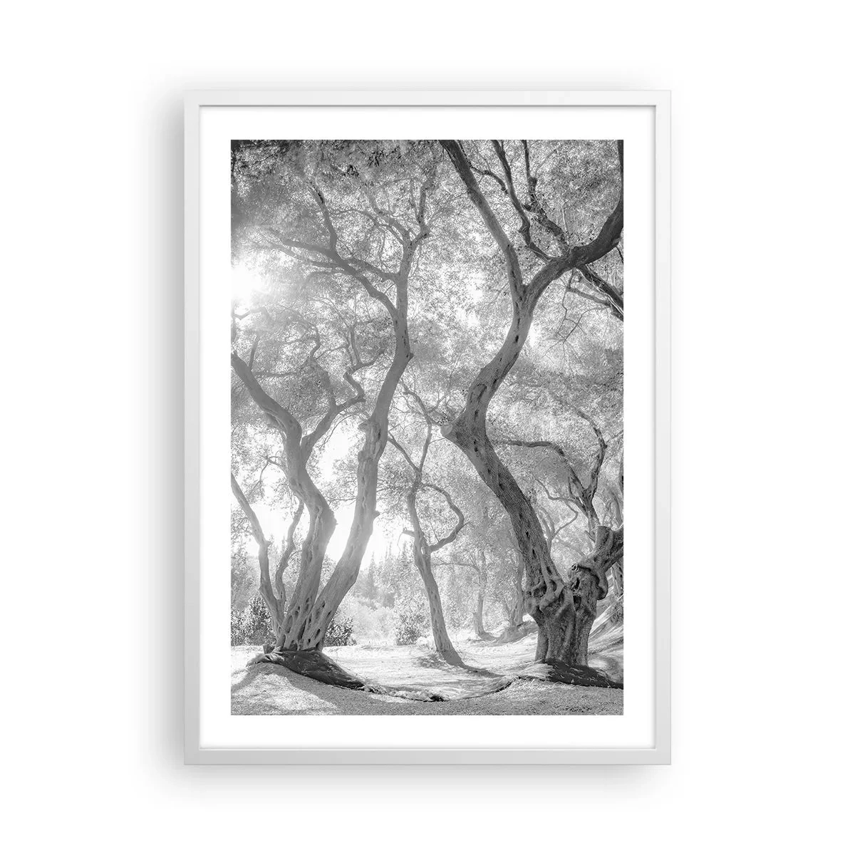 Affisch i vit ram - I en olivlund - 50x70 cm