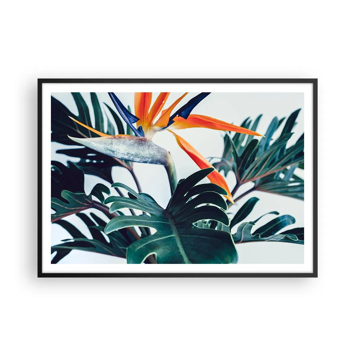 Affisch i svart ram - Fågelbuske - 100x70 cm