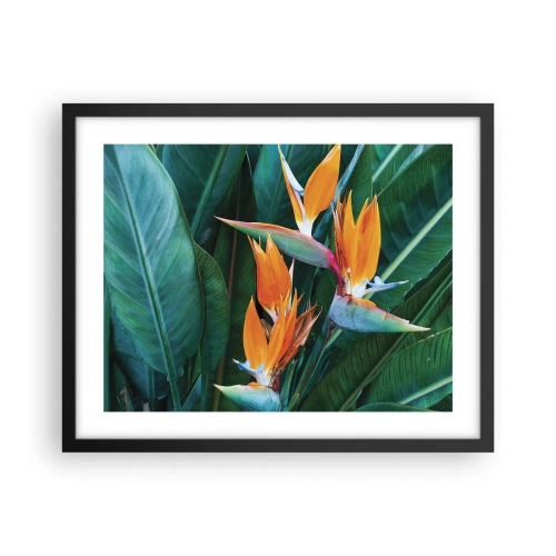 Affisch i svart ram - Är det en blomma, eller en fågel? - 50x40 cm