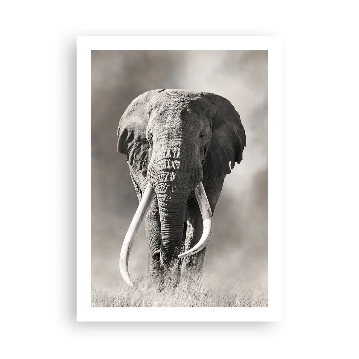 Affisch - Afrikansk patriark - 50x70 cm