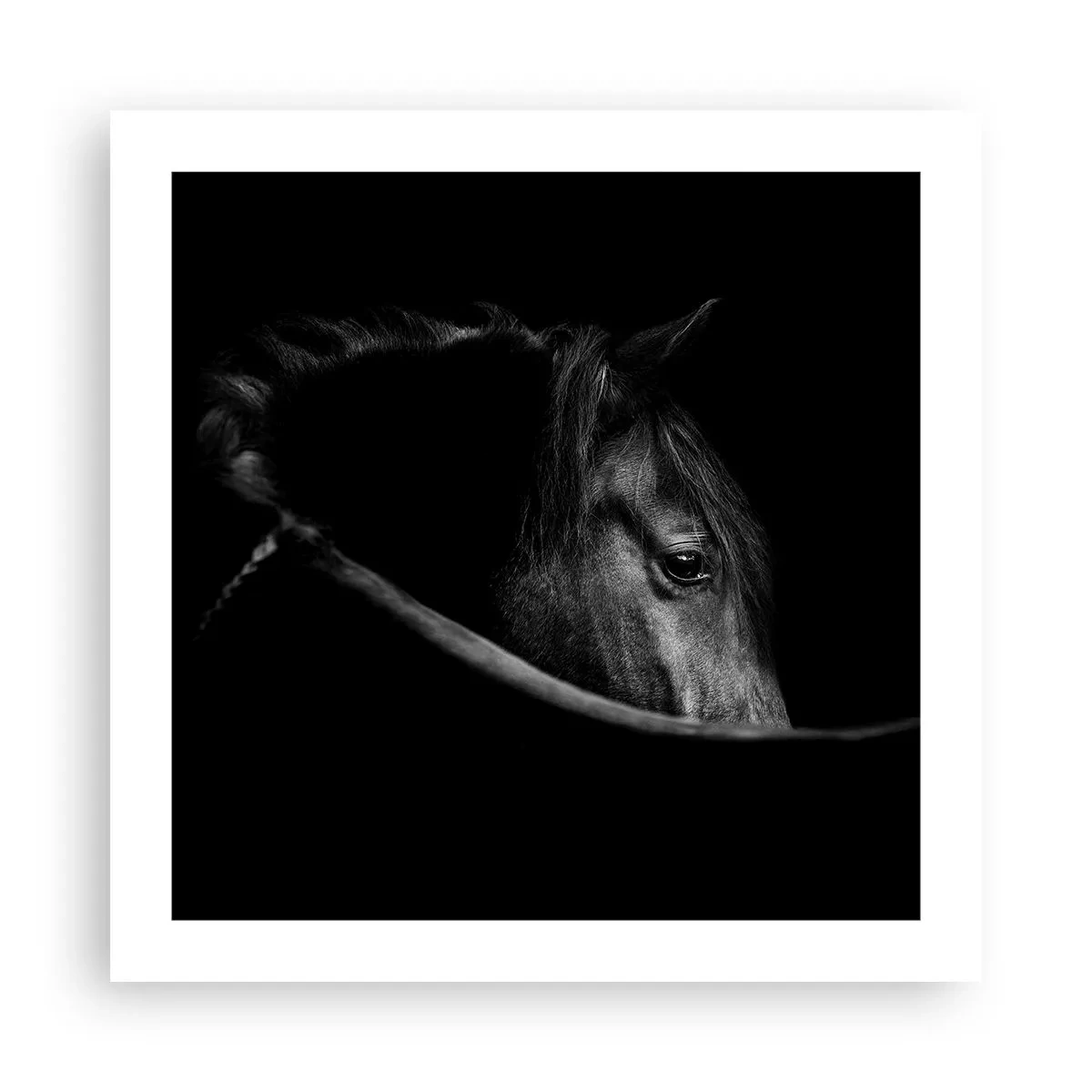 Affisch - Svart prins - 50x50 cm