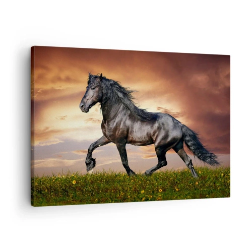Canvastavla - Bild på duk - En svart häst galopperar mot den nedgående solen - 70x50cm - Svarta prinsen - Modern väggdekoration för vardagsrum och sovrum ARTTOR
