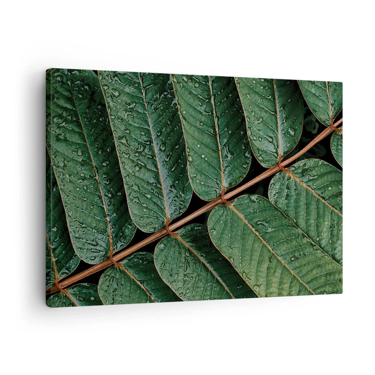 Canvastavla - Bild på duk - Makrobild av gröna blad med daggdroppar - 70x50cm - I den gröna rytmen - Modern väggdekoration för vardagsrum och sovrum ARTTOR