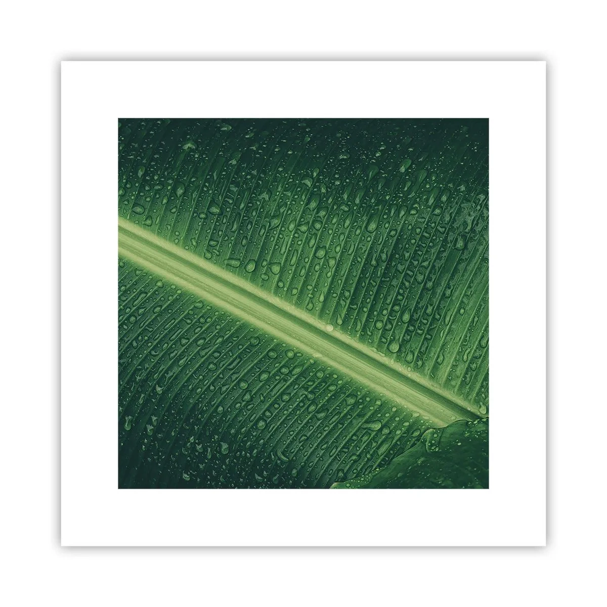 Affisch - Grönskans struktur - 30x30 cm
