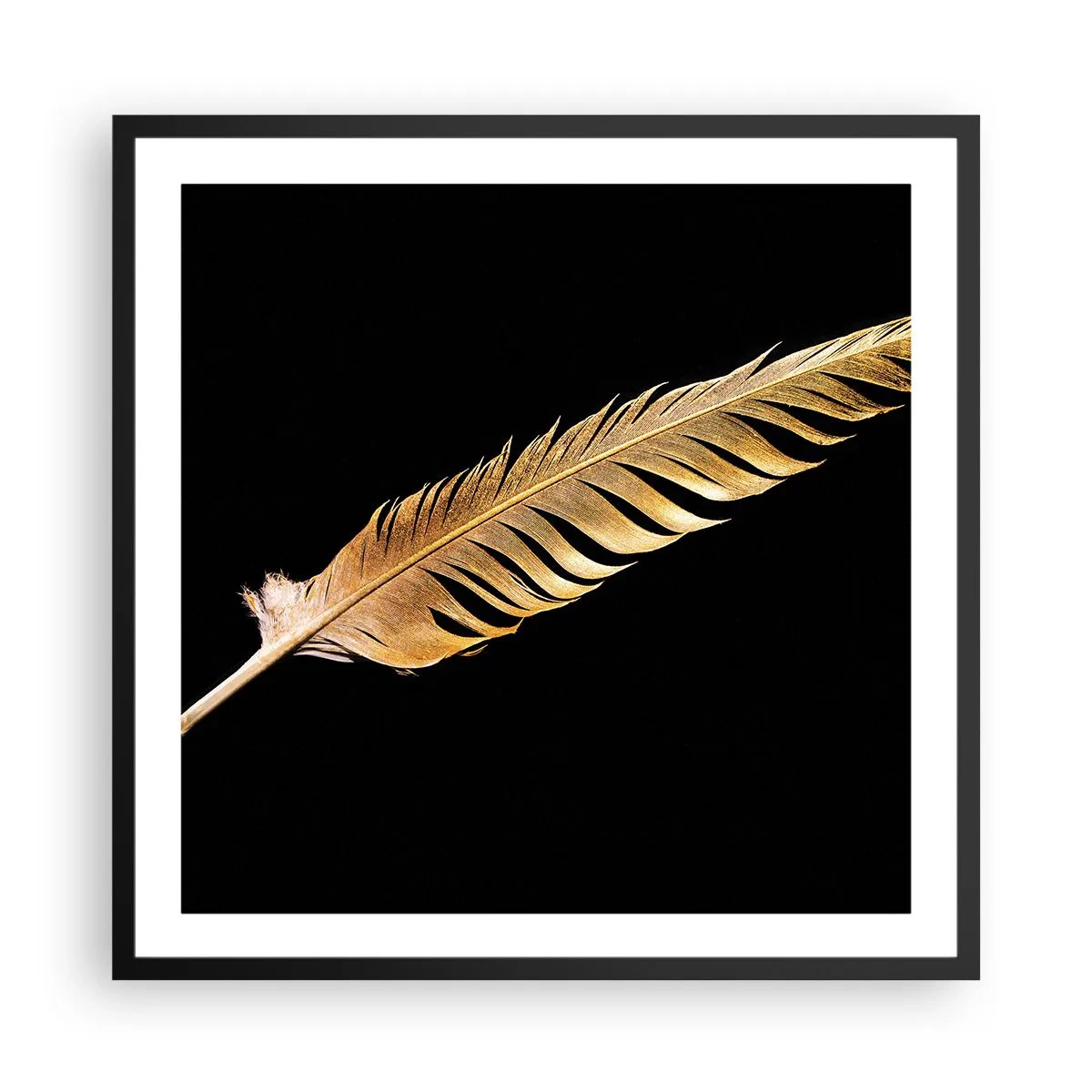 Affisch i svart ram - Fjäder... - 60x60 cm