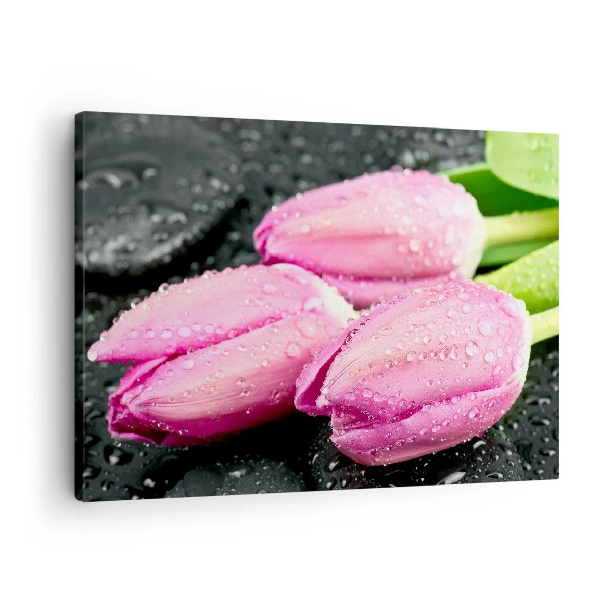 Canvastavla - Bild på duk - Tre rosa tulpaner med vattendroppar på svart bakgrund - 70x50cm - Tre i lila färg på en sten - Modern väggdekoration för vardagsrum och sovrum ARTTOR