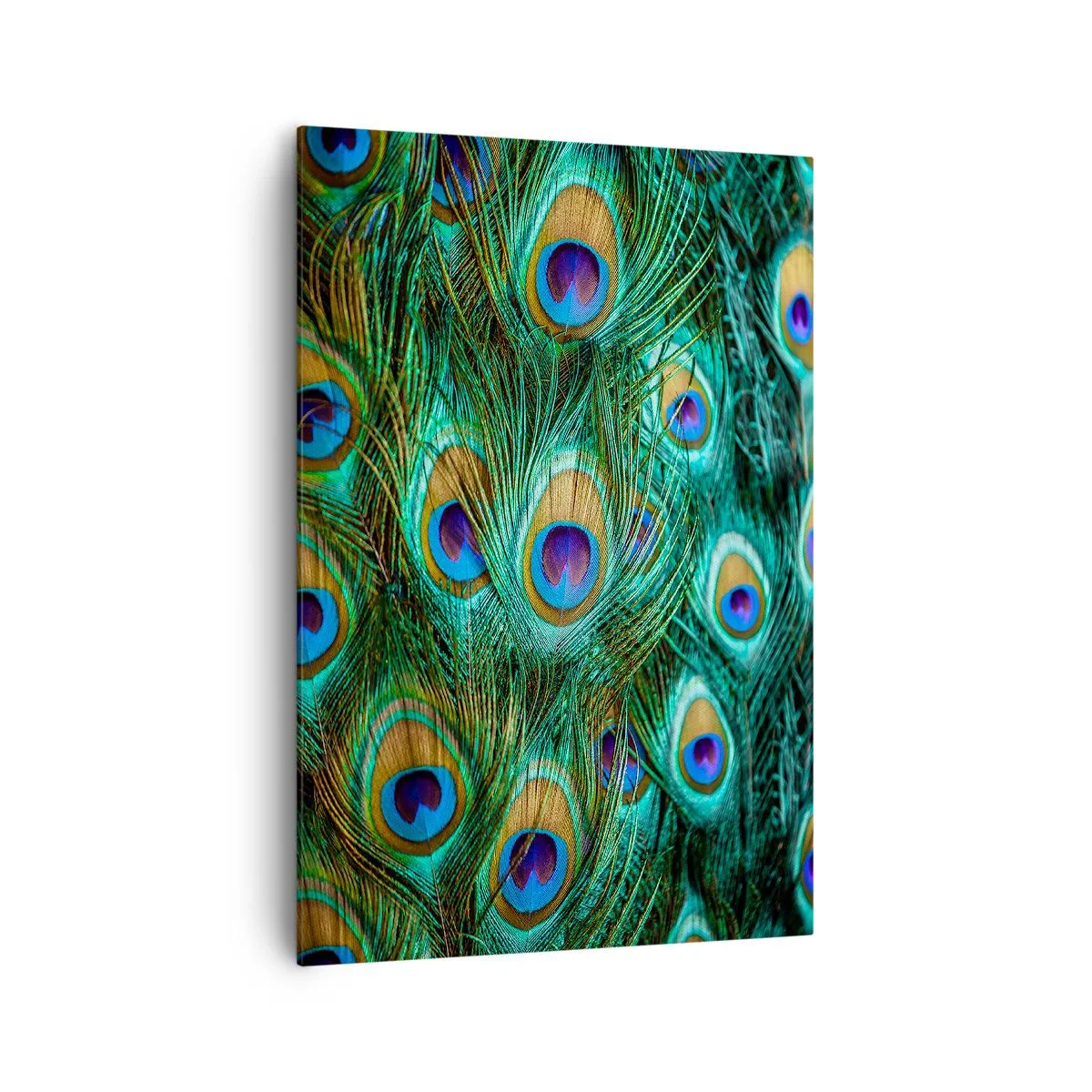 Canvastavla - Bild på duk - Påfågels blick - 70x100 cm