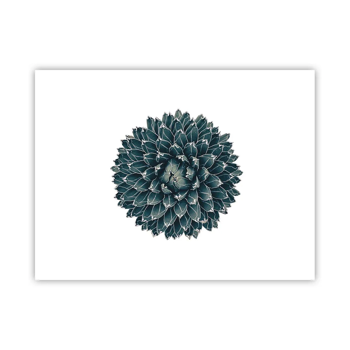 Affisch - Öknens stjärna - 40x30 cm