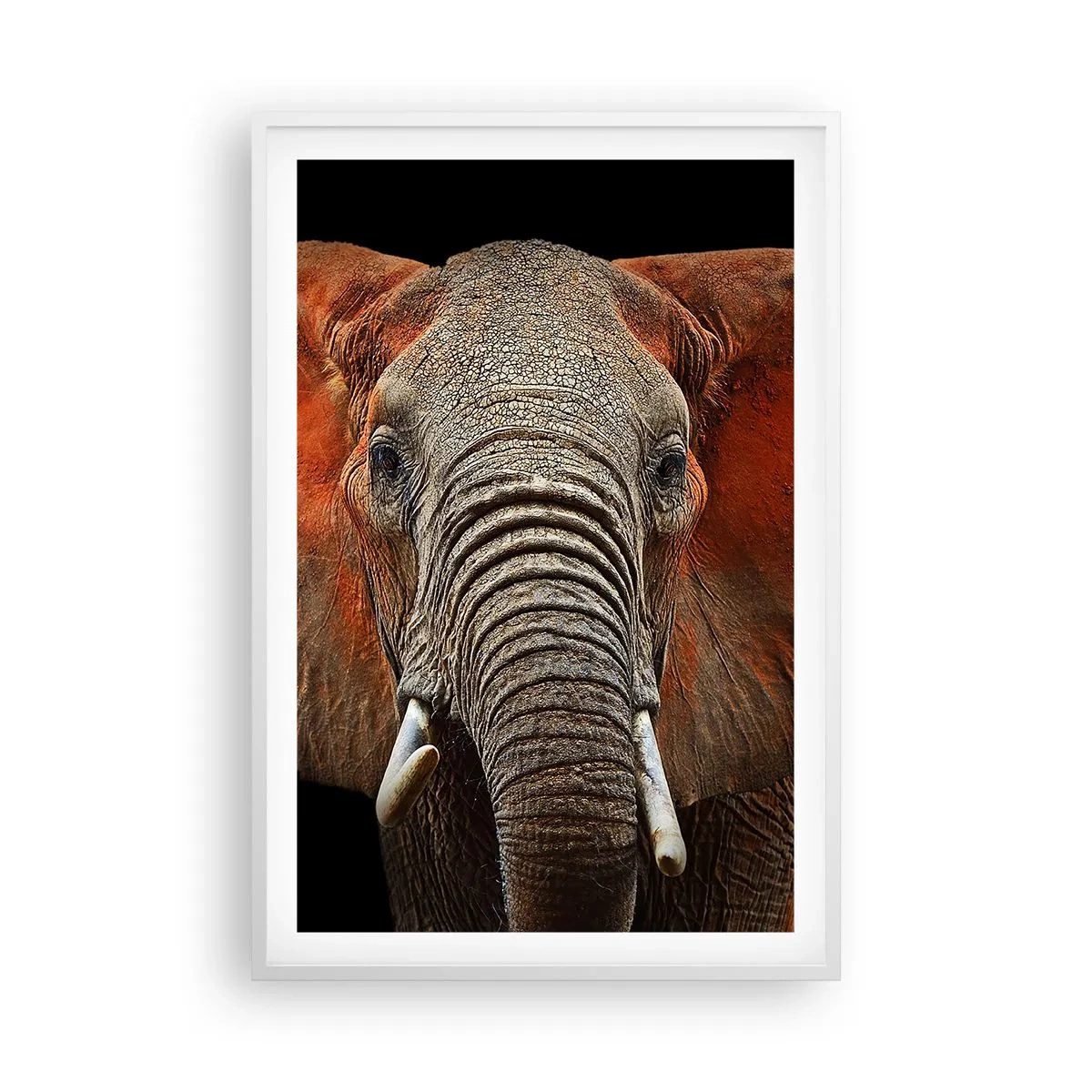 Affisch i vit ram - Jag är vild, och du? - 61x91 cm