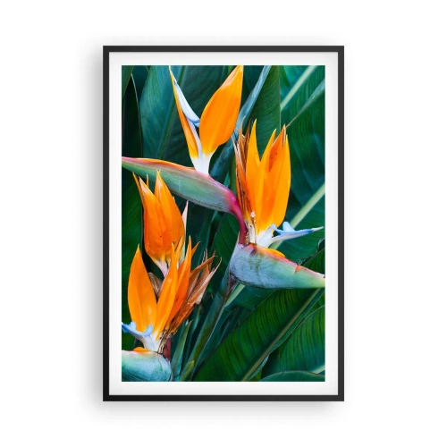Affisch i svart ram - Är det en blomma, eller en fågel? - 61x91 cm