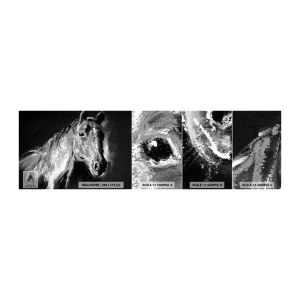 Fototapet Prov Standard Eco - Ädelskälens glitter - Djur, Häst, märr - 100x30 cm