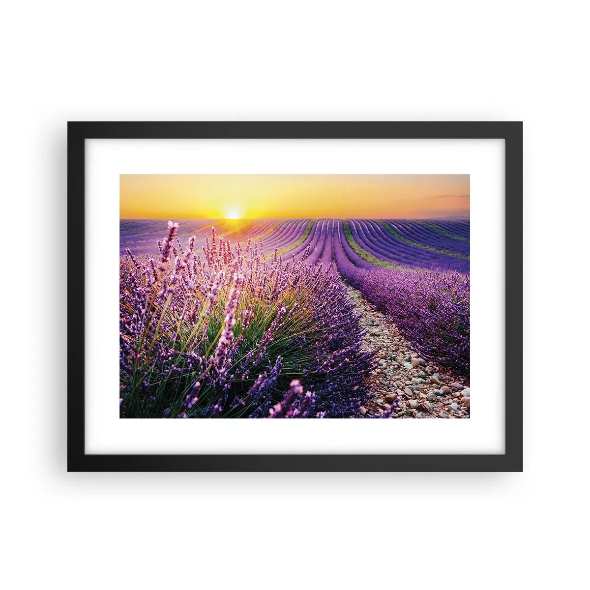 Affisch i svart ram - Doftande åkermark - 40x30 cm