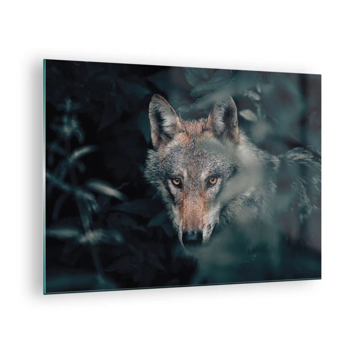 Glastavla - Bild på glas - En varg vaksamt tittar från sitt gömställe i skogssnåret - 70x50cm - Jägare - Modern väggdekoration för vardagsrum och sovrum ARTTOR
