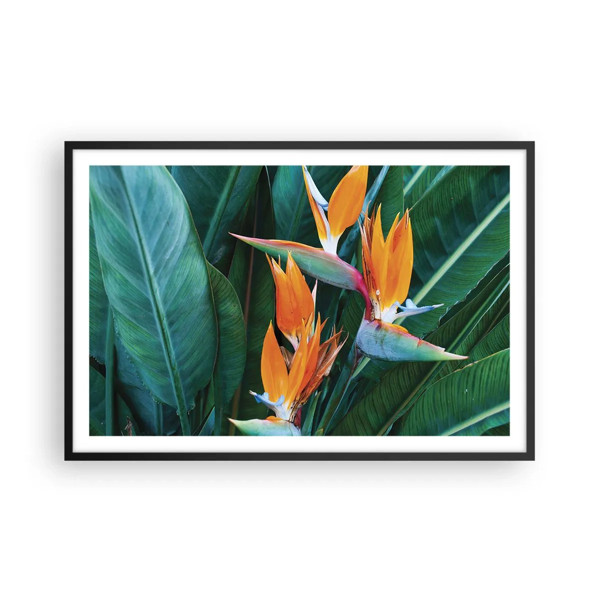 Affisch i svart ram - Är det en blomma, eller en fågel? - 91x61 cm
