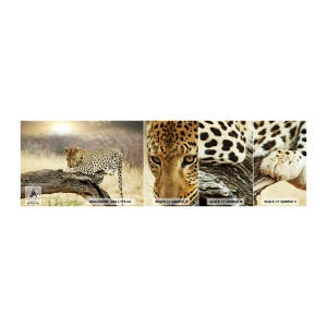 Provbit av självhäftande fototapet Deluxe Sticker - Jag går min egen väg - Djur, leopard, Afrika - 100x30 cm