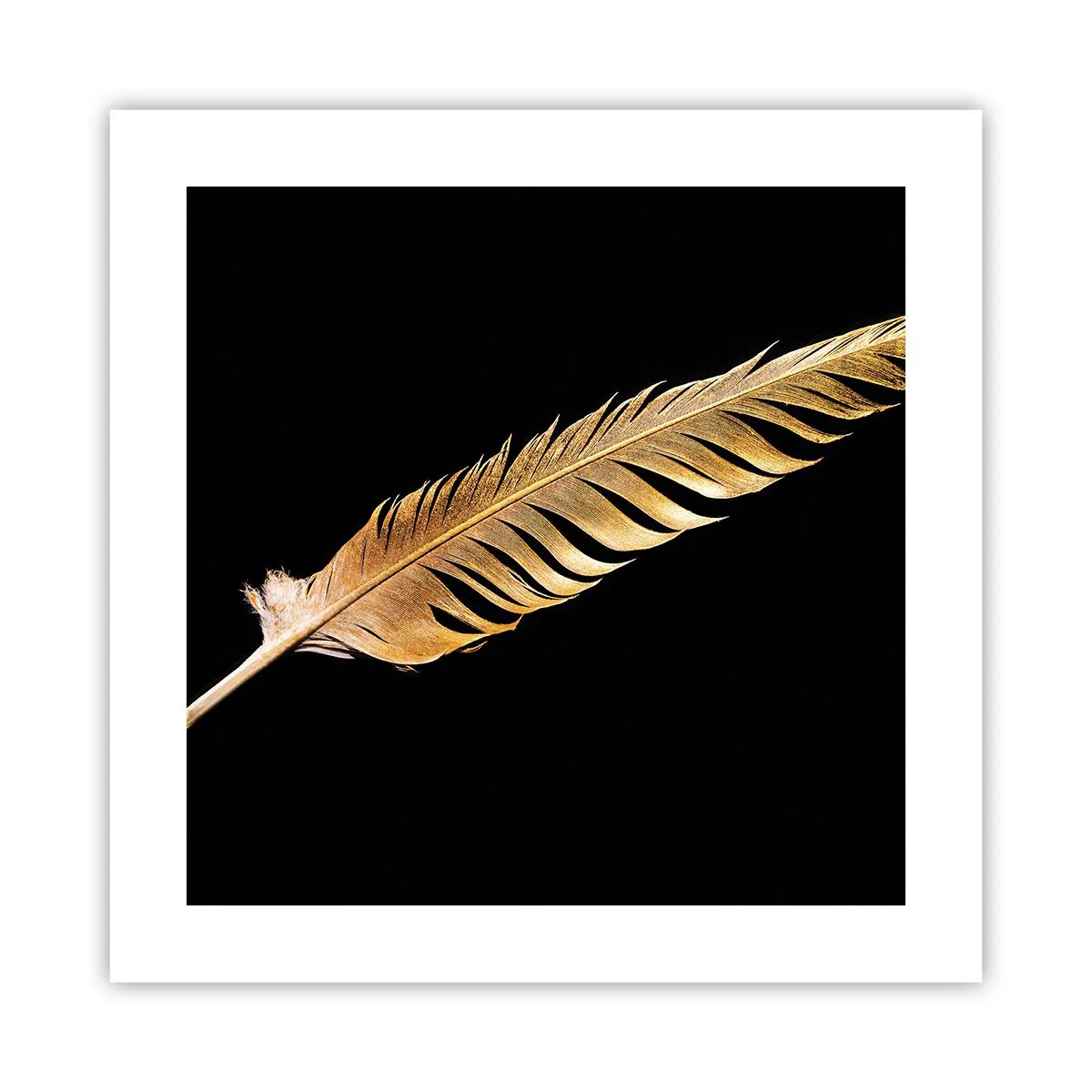 Affisch - Fjäder... - 40x40 cm
