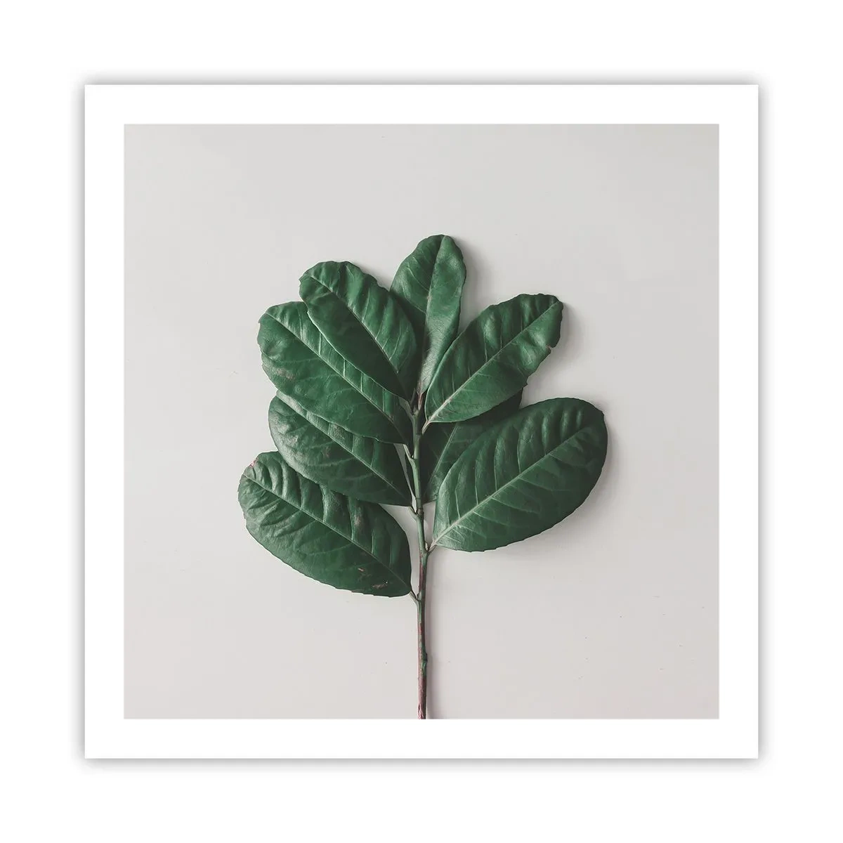 Affisch - Själva naturens bild - 60x60 cm