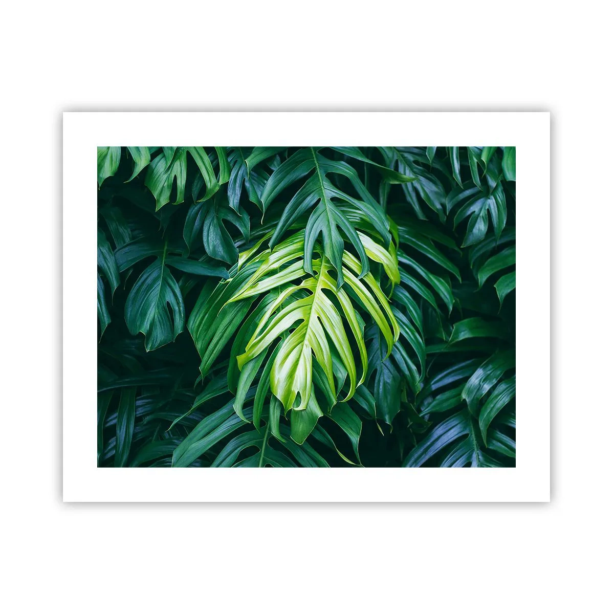 Affisch - Doppa sig i fräschheten - 50x40 cm