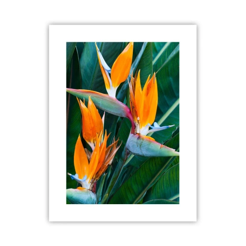 Affisch - Är det en blomma, eller en fågel? - 30x40 cm