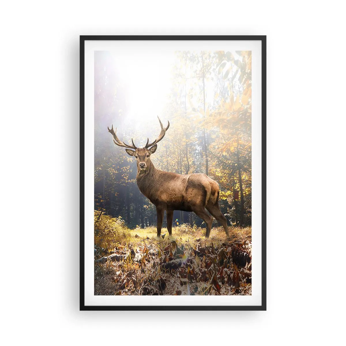 Affisch i svart ram - I fullt majestät - 61x91 cm