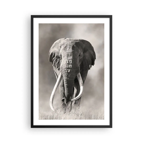 Affisch i svart ram - Monokromt porträtt av en majestätisk elefant - 50x70cm - Afrikansk patriark - Modern väggdekoration för vardagsrum och sovrum ARTTOR