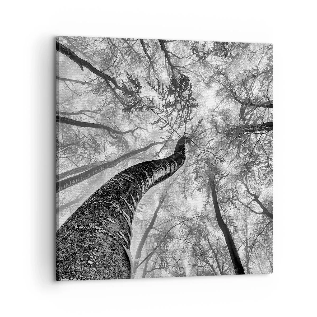 Canvastavla - Bild på duk - Kapplöpning mot ljuset - 60x60 cm