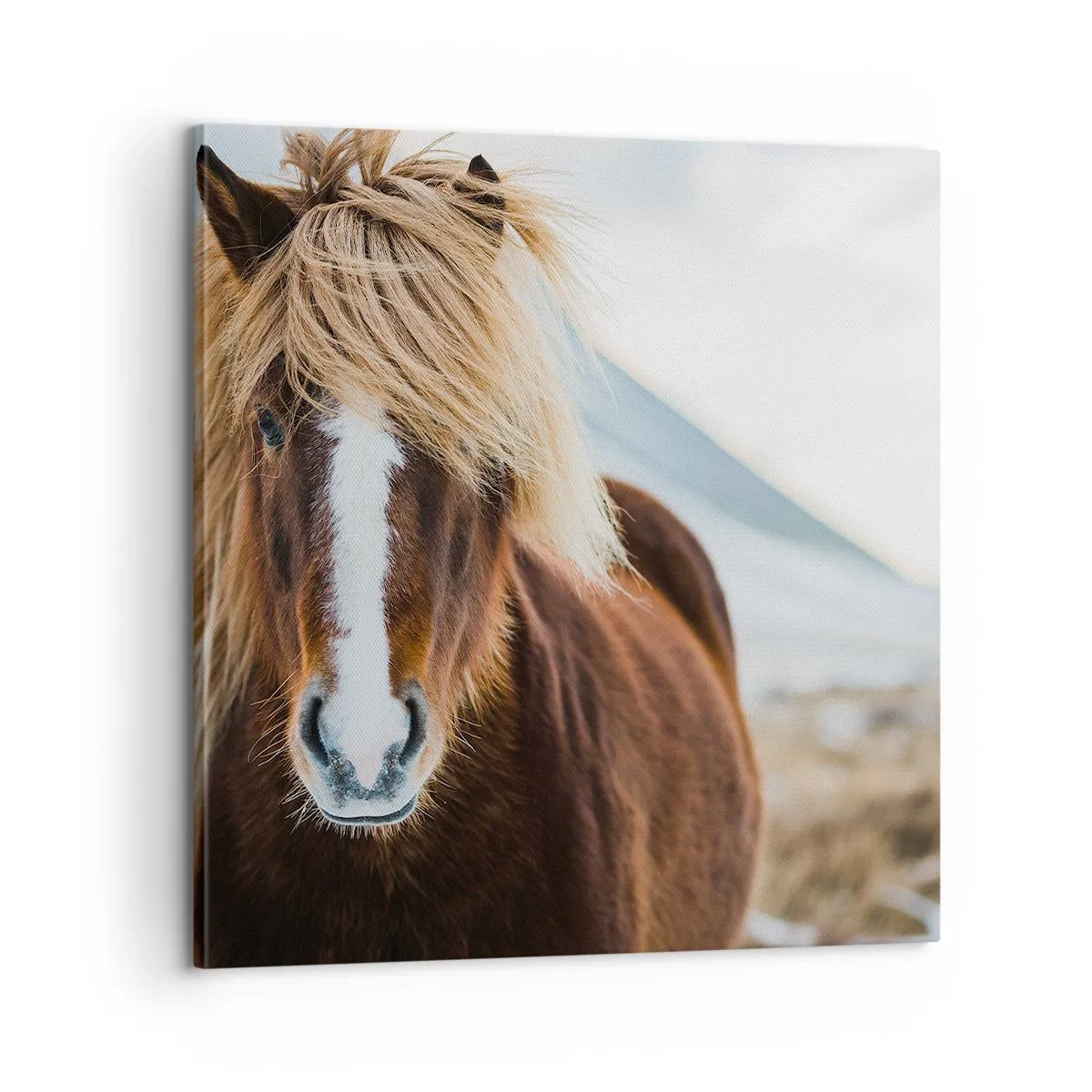 Canvastavla - Bild på duk - Känner du friheten? - 60x60 cm
