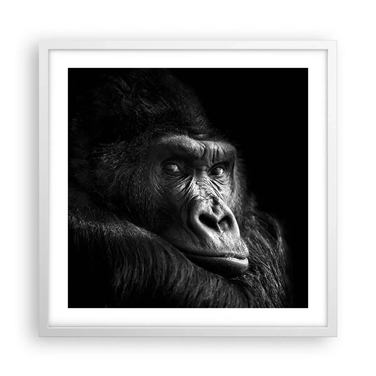 Affisch i vit ram - Varför glor du? - 50x50 cm