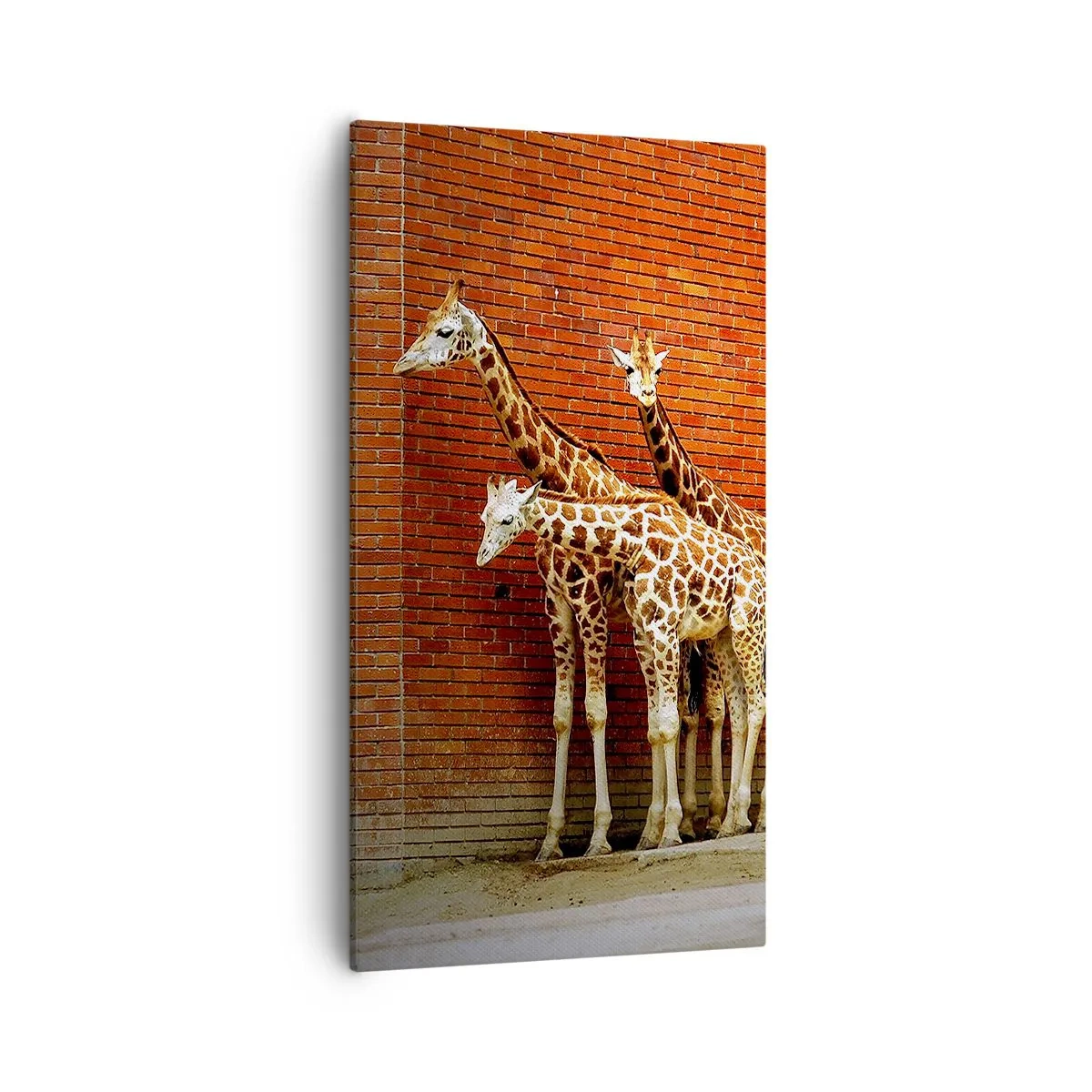 Canvastavla - Bild på duk - Ser ni någon akacia? - 55x100 cm