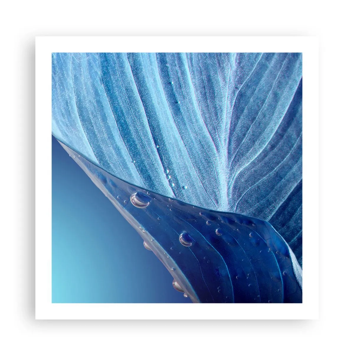 Affisch - Dolda droppar av blått - 60x60 cm