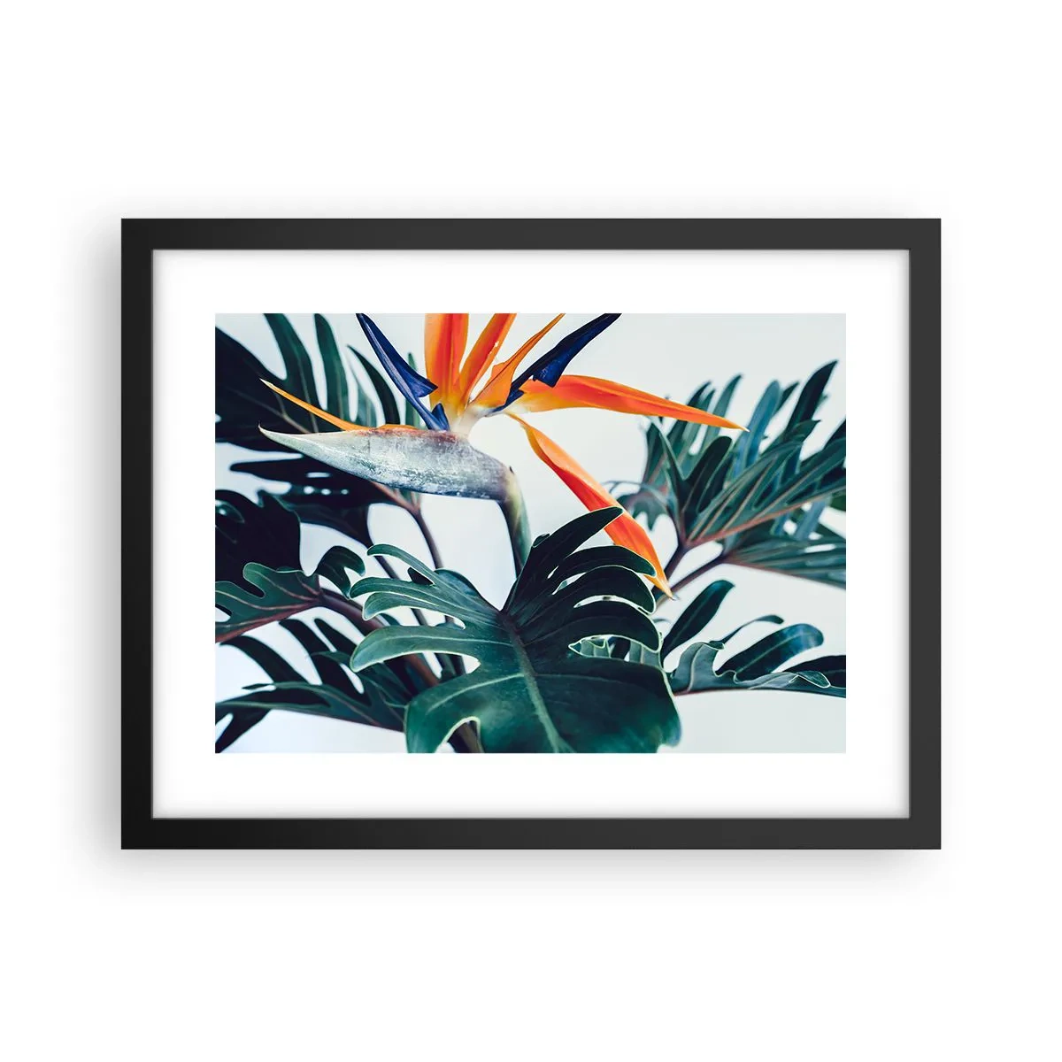 Affisch i svart ram - Fågelbuske - 40x30 cm