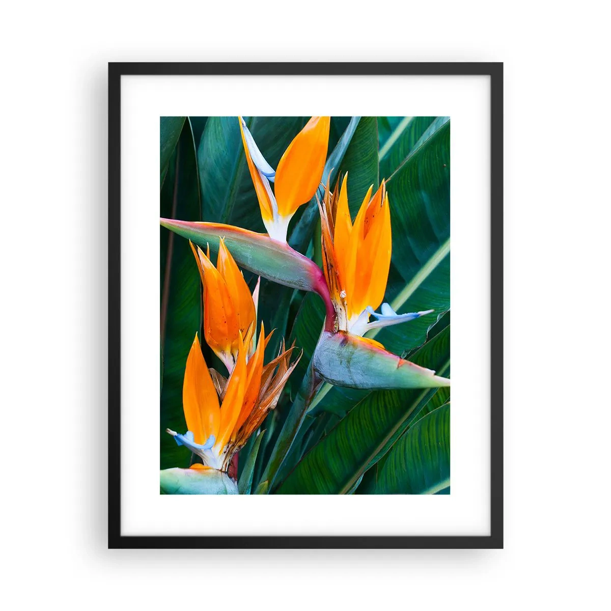 Affisch i svart ram - Är det en blomma, eller en fågel? - 40x50 cm